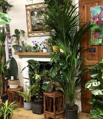 Botanic